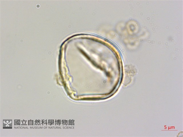 烏蘇里鼠李藏品圖，第2張