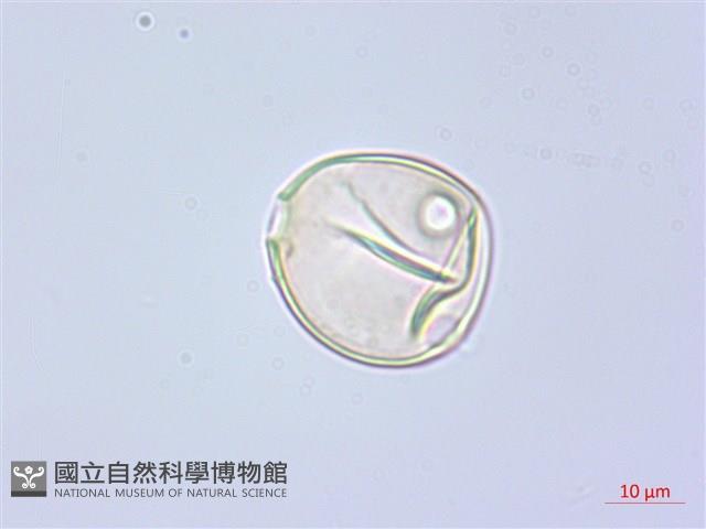 水晶蘭藏品圖，第2張