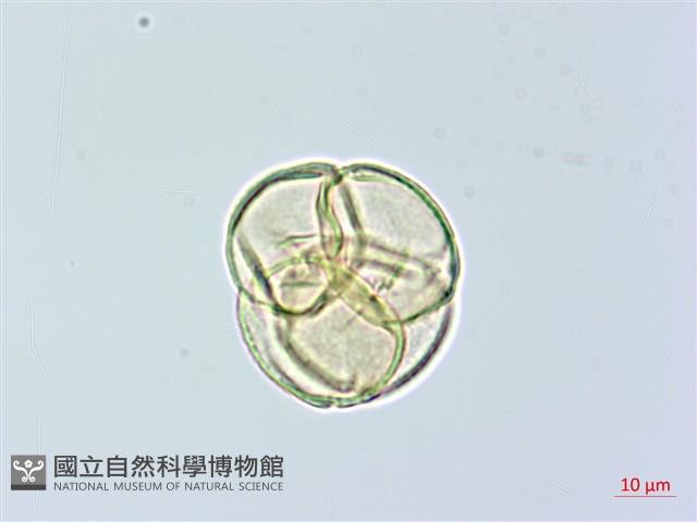 腎葉鹿蹄草藏品圖，第2張