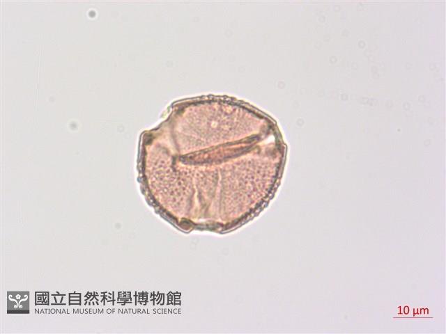 山香圓藏品圖，第2張