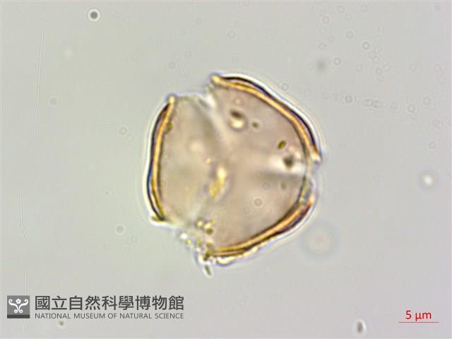 蘭嶼厚殼樹藏品圖，第3張