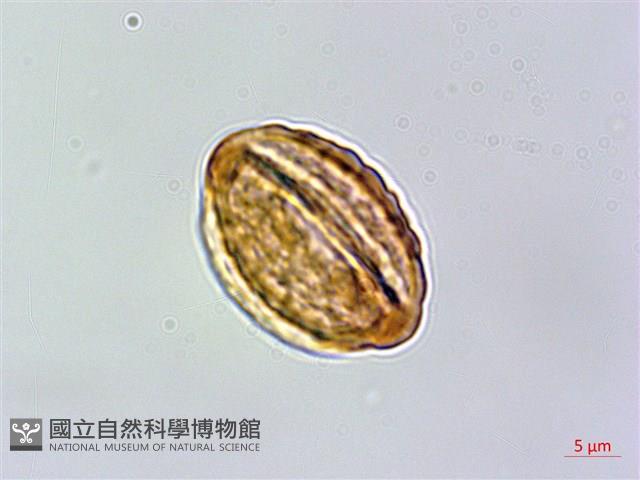 雙花金絲桃藏品圖，第2張