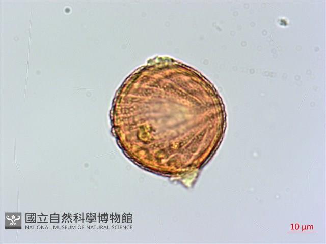 柳葉水蓑衣藏品圖，第3張