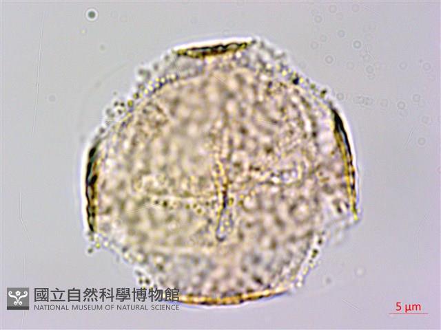 臺灣黃菫藏品圖，第2張