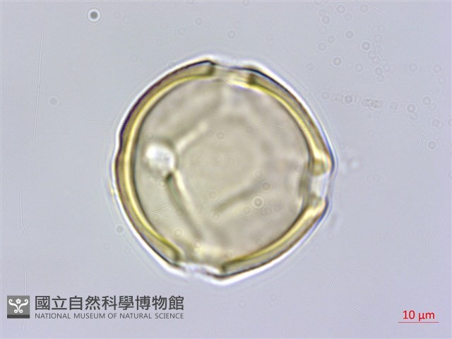 澎湖大豆藏品圖，第2張