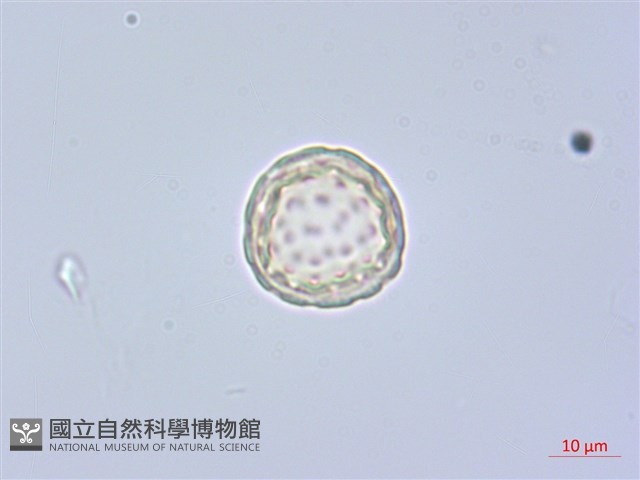 反枝莧藏品圖，第2張