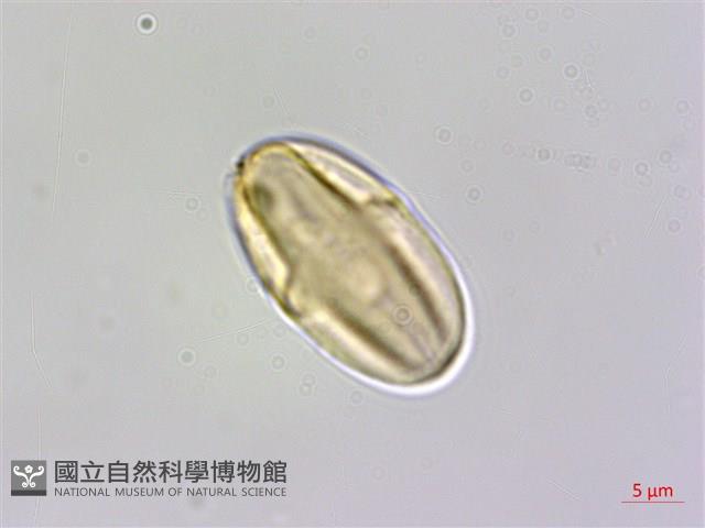 裂葉秋海棠、巒大秋海棠藏品圖，第2張