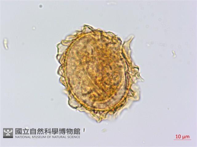 雲南三叉蕨藏品圖，第2張