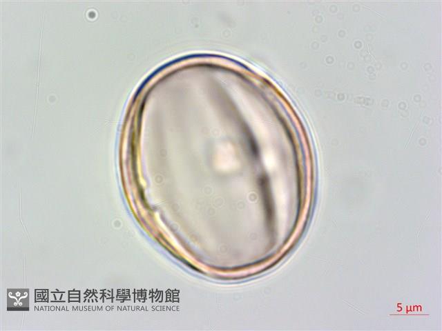 伏毛天芹菜藏品圖，第3張