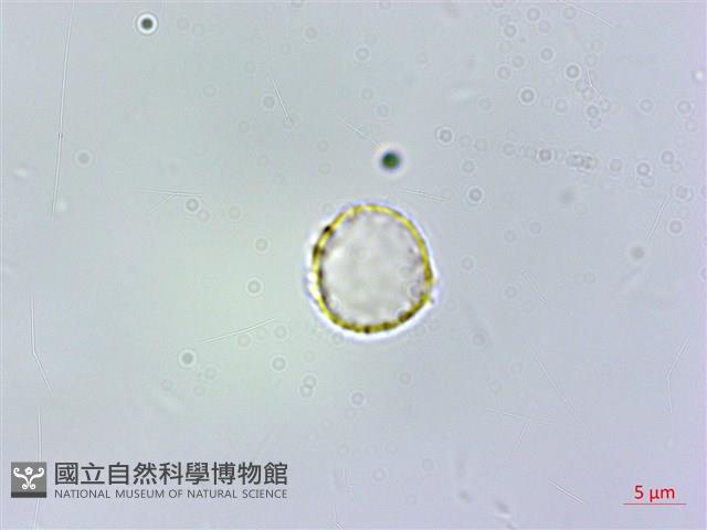 絨莖樓梯草藏品圖，第2張