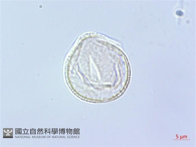 毛地黃藏品圖，第2張