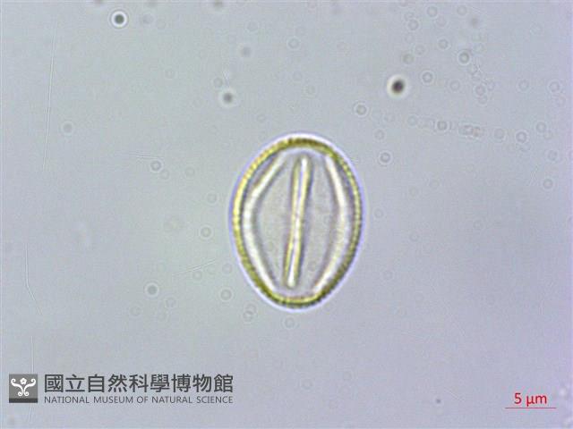 雄胞囊草、槳果苣苔藏品圖，第2張