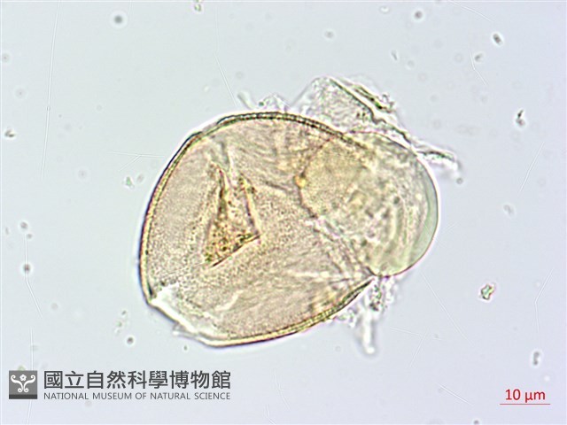 金花茶藏品圖，第2張