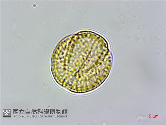 青牛膽藏品圖，第3張