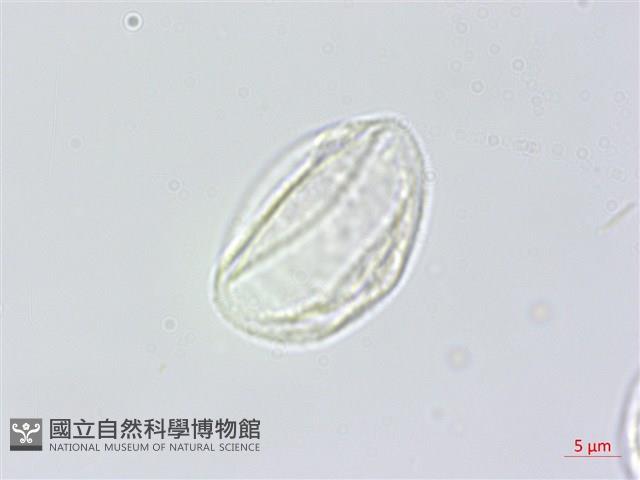 水麻藏品圖，第3張