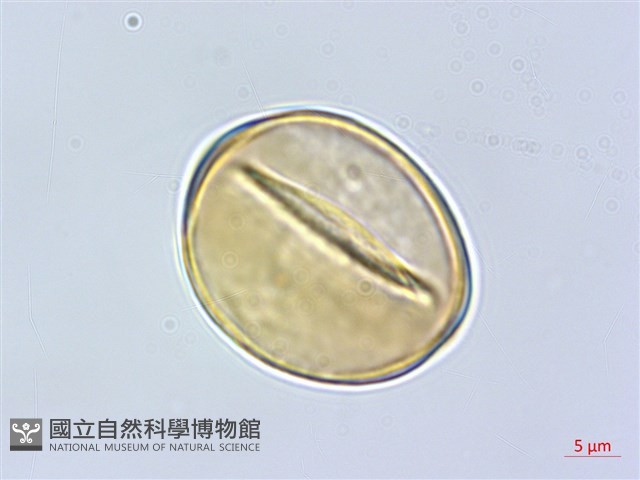 象牙柿藏品圖，第3張