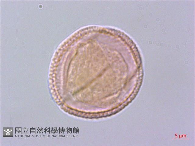 鄂西清風藤藏品圖，第2張