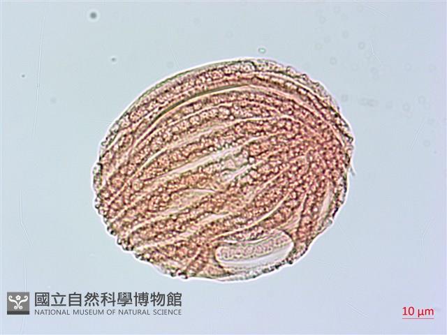 馬藍藏品圖，第2張