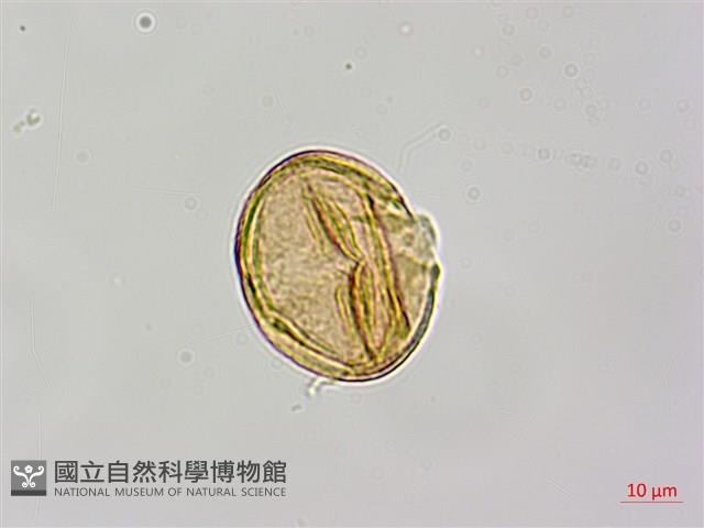 紅皮、葉下白、赤仔尾藏品圖，第3張