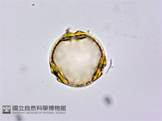 蘭嶼月橘藏品圖，第2張