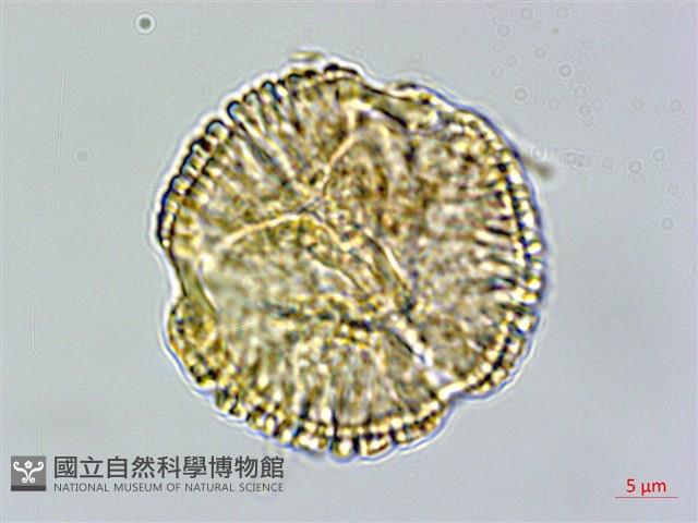 Accession Number:S122705 Collection Image, Figure 2, Total 3 Figures