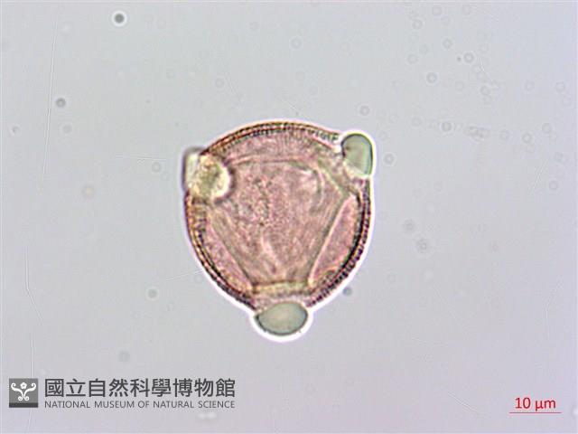 蔓虎刺藏品圖，第2張