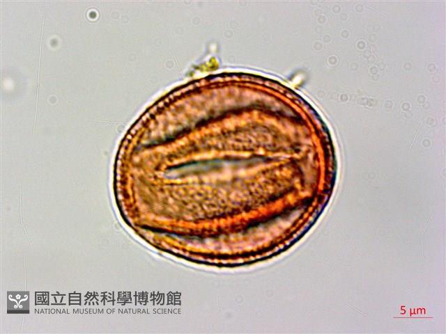 腺果藤、刺藤藏品圖，第3張