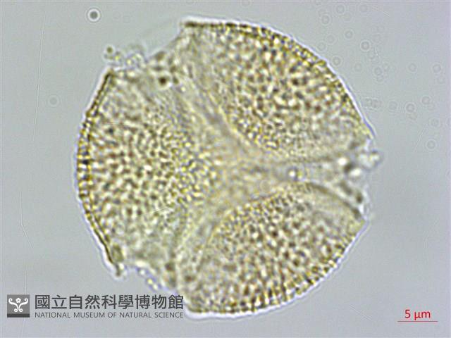 新店當藥藏品圖，第2張