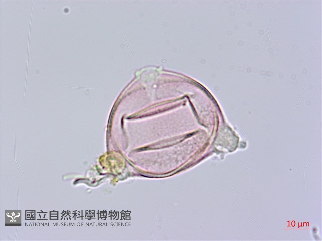 大本炮仔草、假酸漿、冰粉藏品圖，第2張