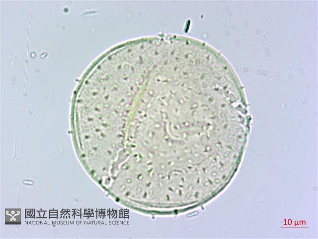 香楠藏品圖，第3張