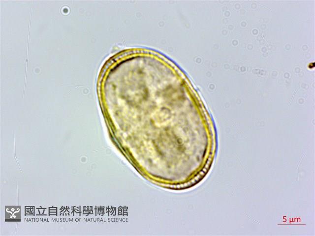 胡蘿蔔、紅菜頭藏品圖，第2張