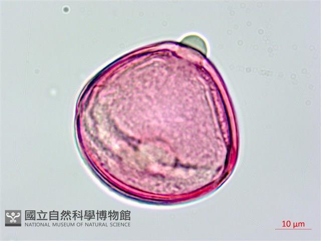 長果月橘藏品圖，第3張