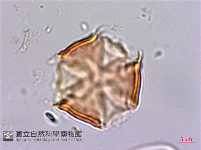 倒吊蓮、匙葉燈籠草藏品圖，第3張