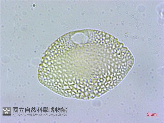 光果南蛇藤藏品圖，第3張