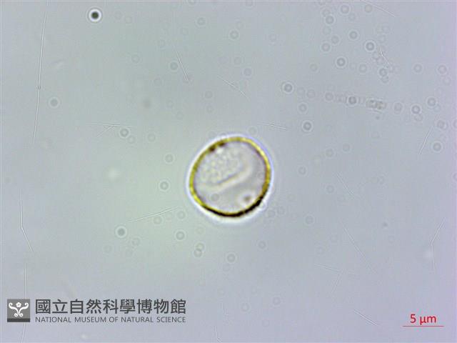 登錄號:S074615藏品圖，第2張