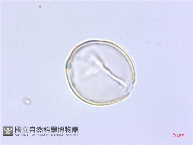 黃花列當藏品圖，第2張
