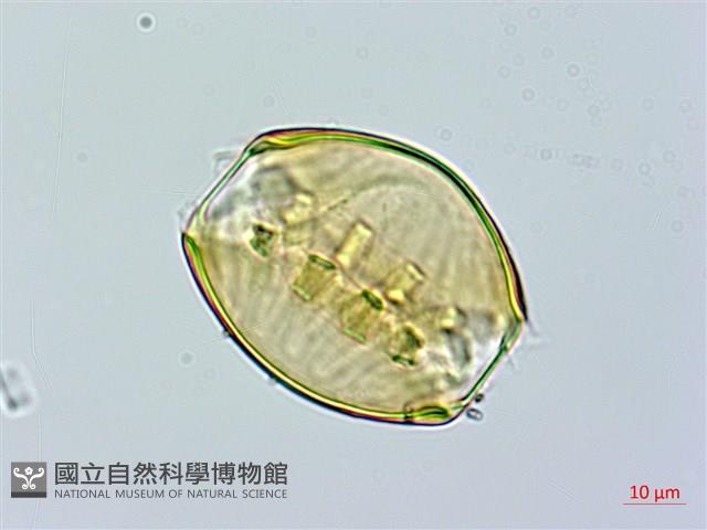 Accession Number:S041215 Collection Image, Figure 2, Total 3 Figures