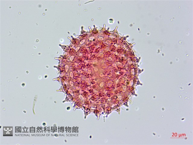 海牽牛藏品圖，第3張