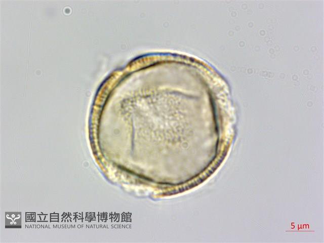 向天黃藏品圖，第2張