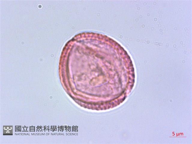 臺灣清風藤藏品圖，第2張