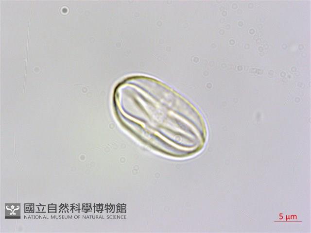 臺灣秋海棠藏品圖，第3張