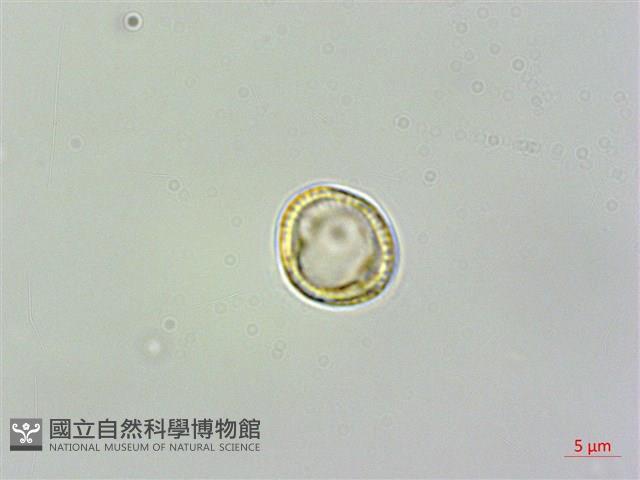 蓬萊藤藏品圖，第2張