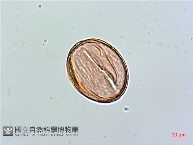 小葉雙蝴蝶、小葉肺形草藏品圖，第2張