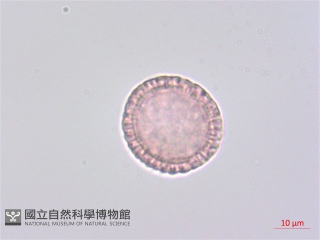 南嶺蕘花藏品圖，第3張