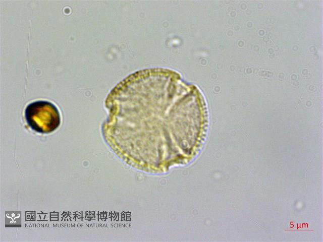 日本賽衛矛、日本假衛矛藏品圖，第3張