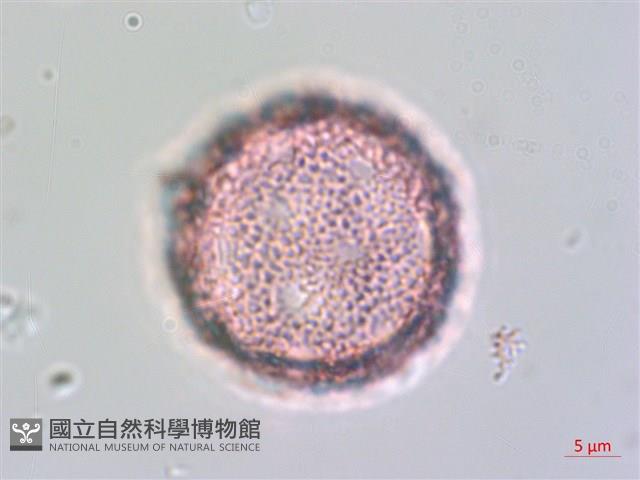 琉球黃楊藏品圖，第2張