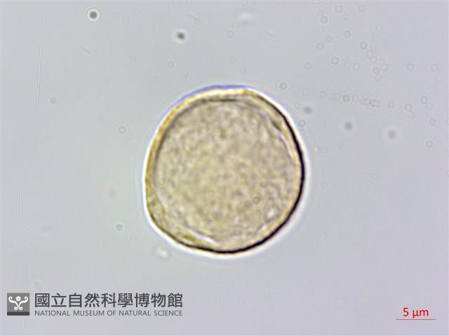 銳葉山黃麻藏品圖，第2張