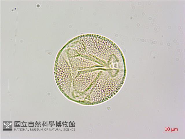 黑果馬交兒藏品圖，第2張