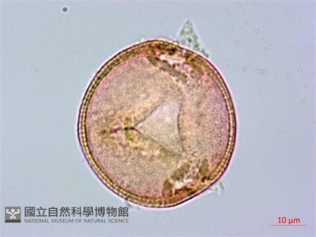 登錄號:S096095藏品圖，第2張