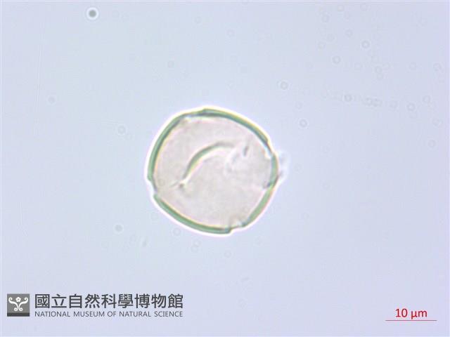 錫杖花藏品圖，第2張